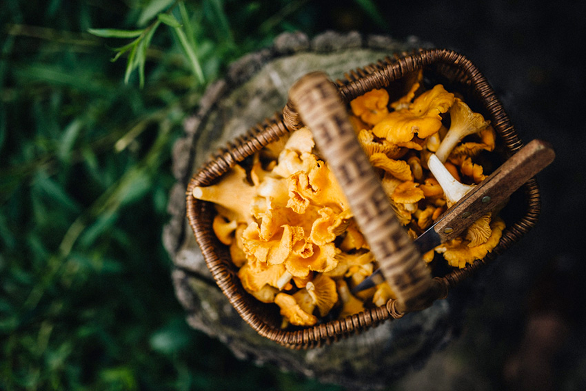 Panier de champignons